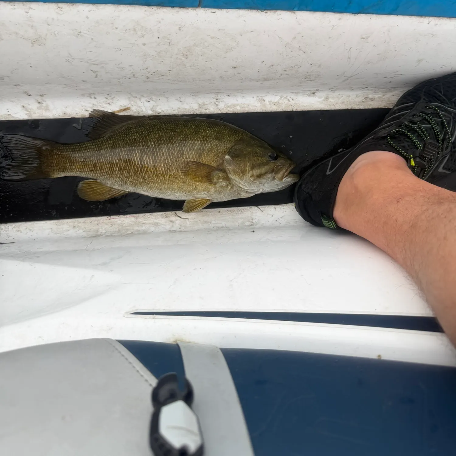 Smallmouth bass caught on Fishbrain