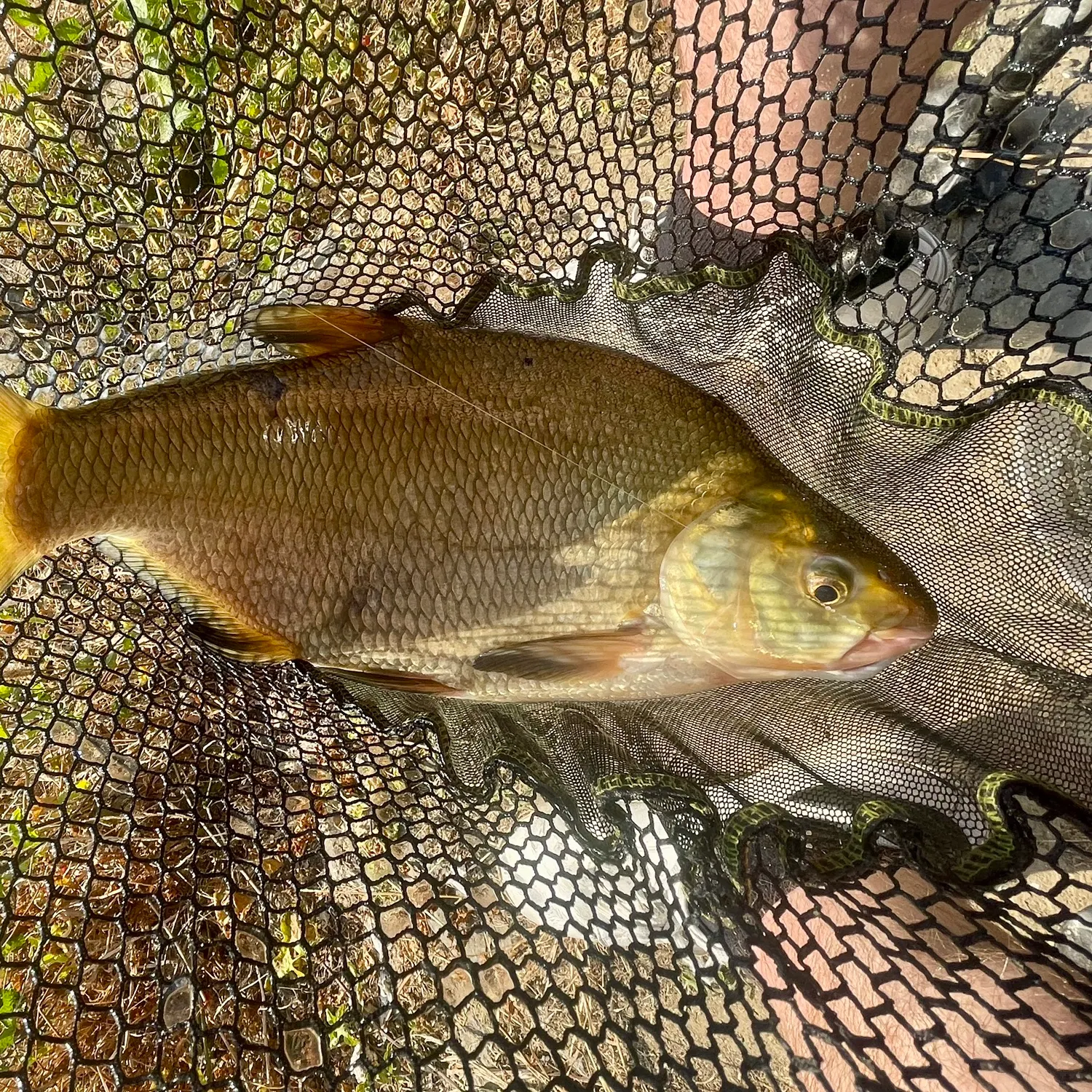 Common bream caught on Fishbrain