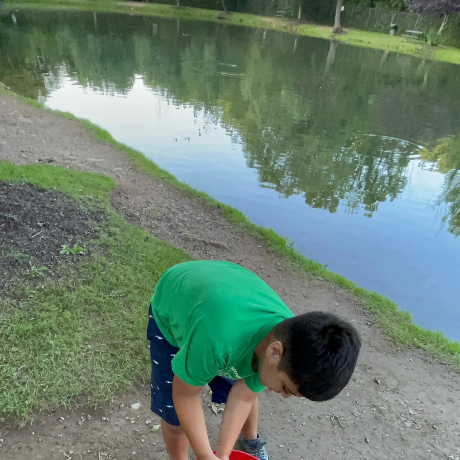 The most recent Golden rainbow trout catches on Fishbrain