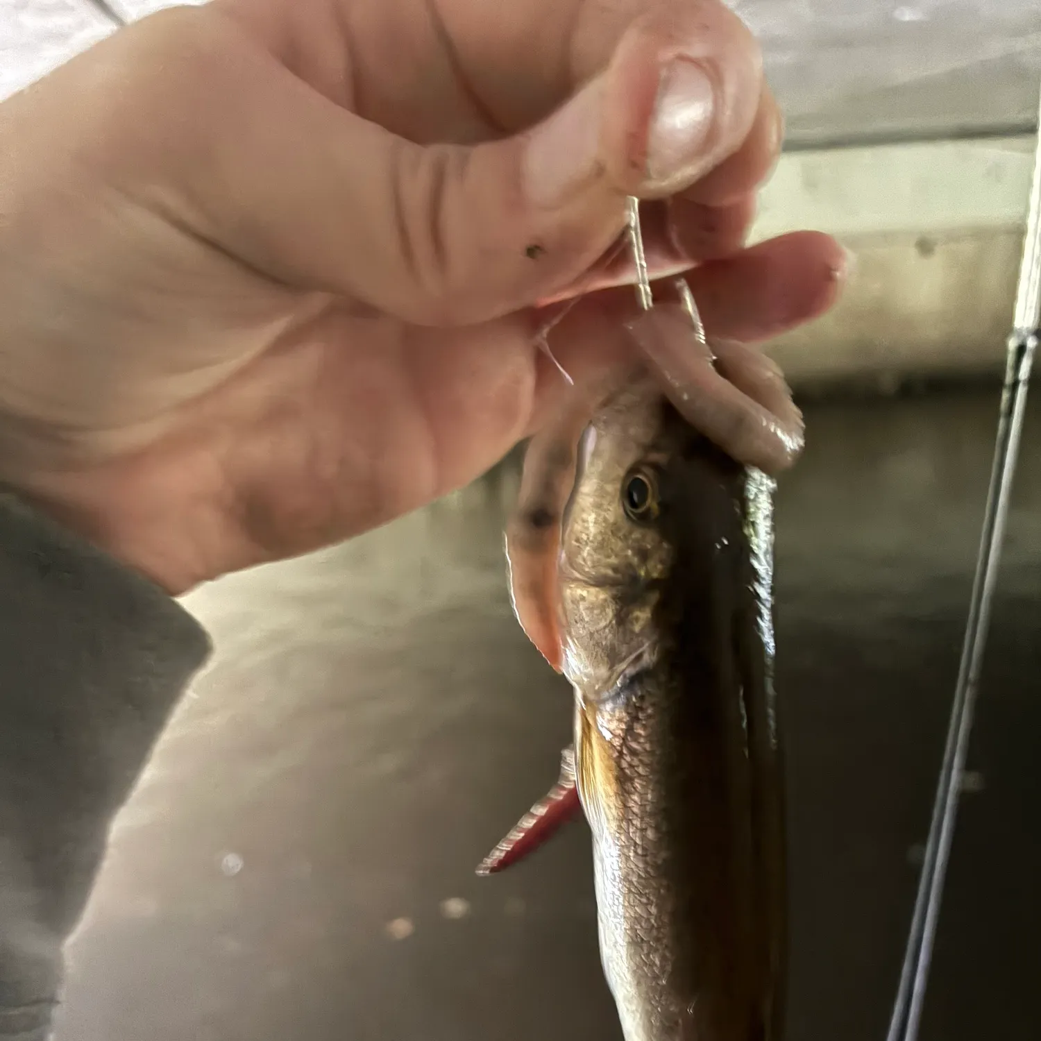 Fish caught on Fishbrain