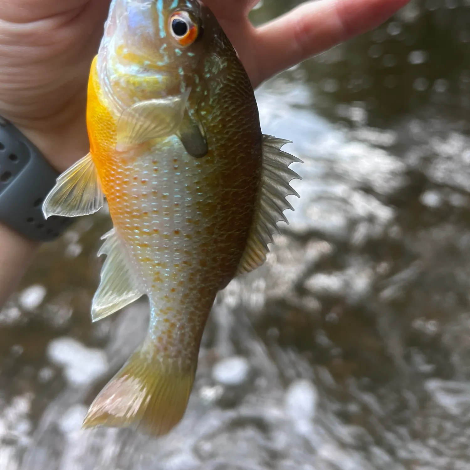Redbreast sunfish caught on Fishbrain