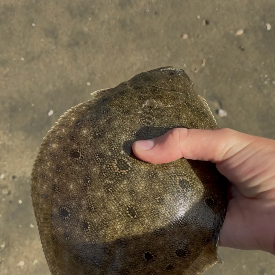 Summer flounder caught on Fishbrain