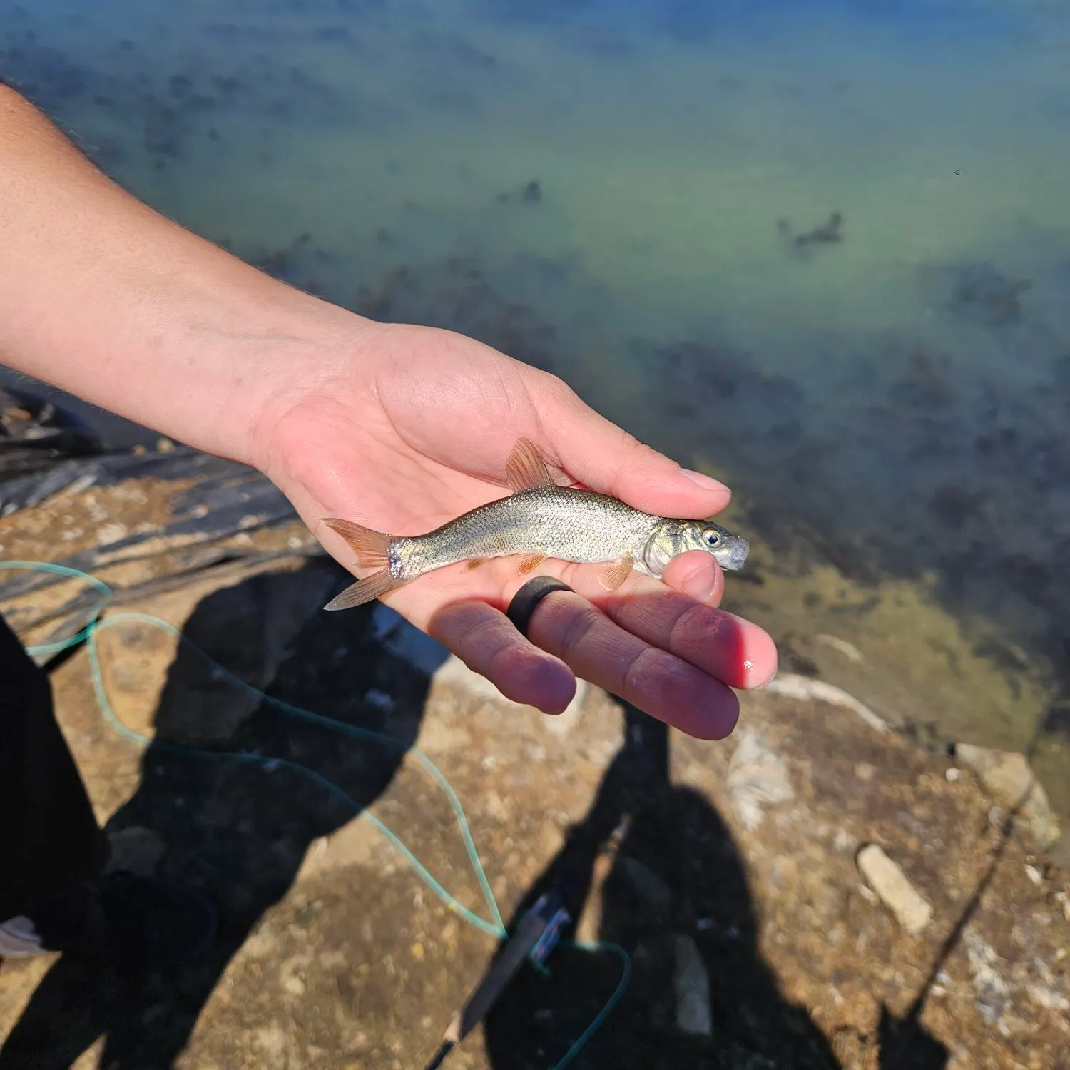 The most recent Tui chub catches on Fishbrain