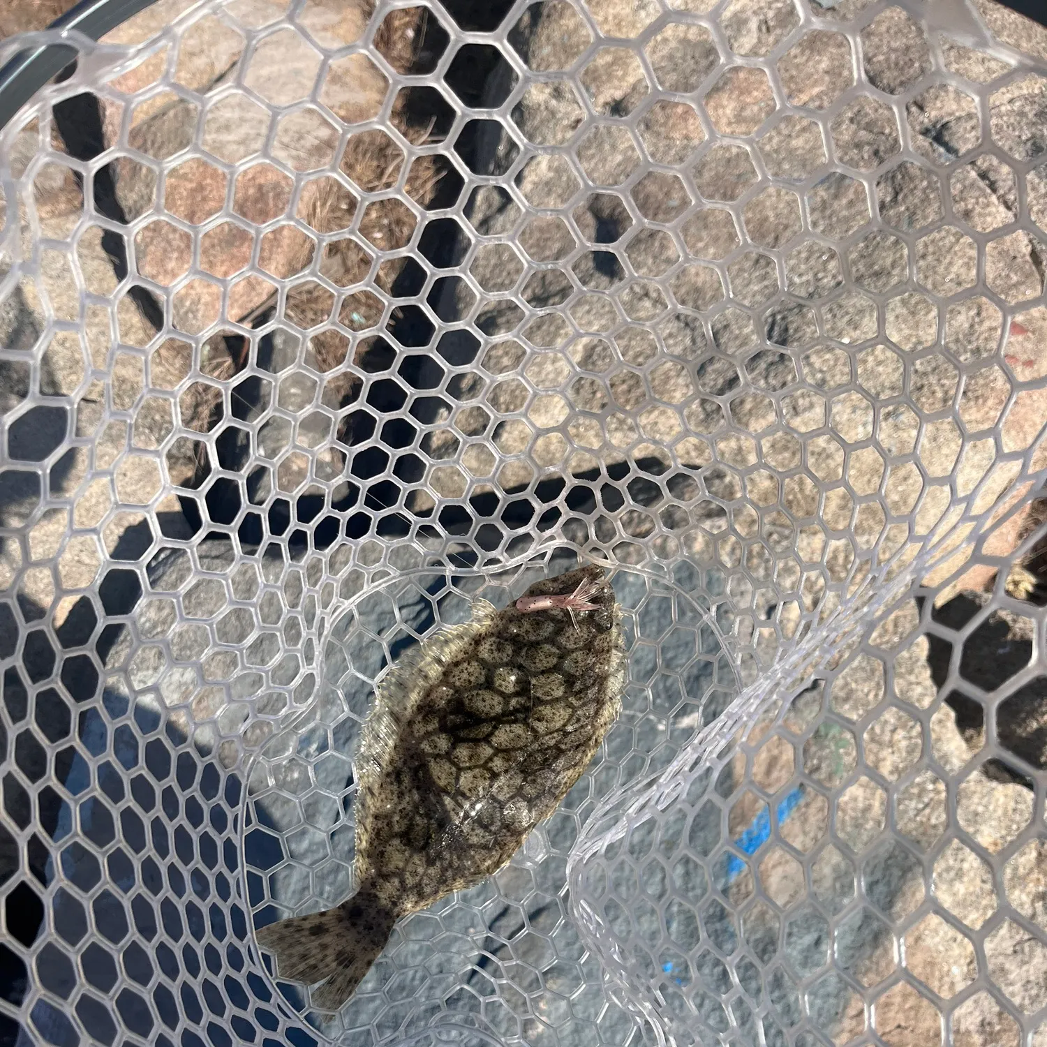 California halibut caught on Fishbrain