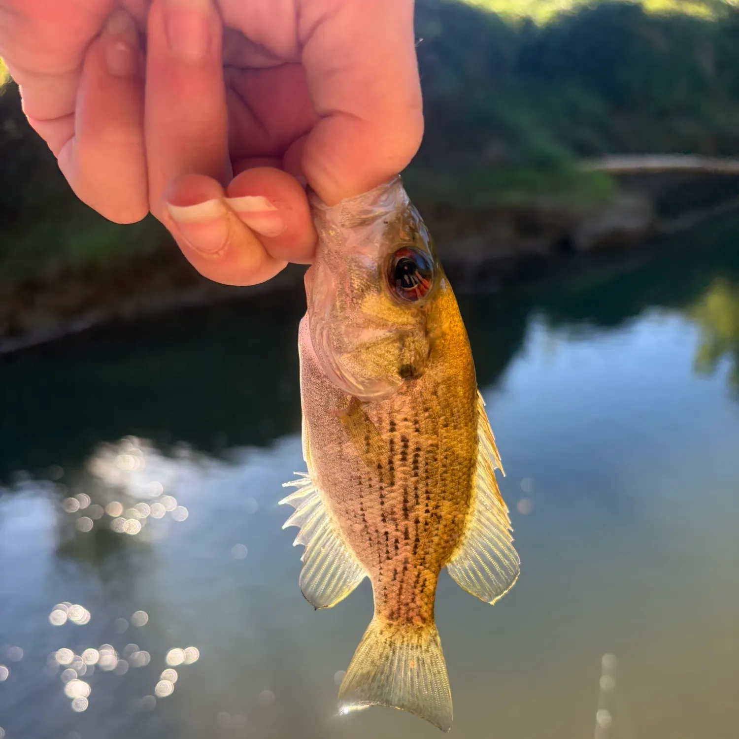 Rock bass caught on Fishbrain