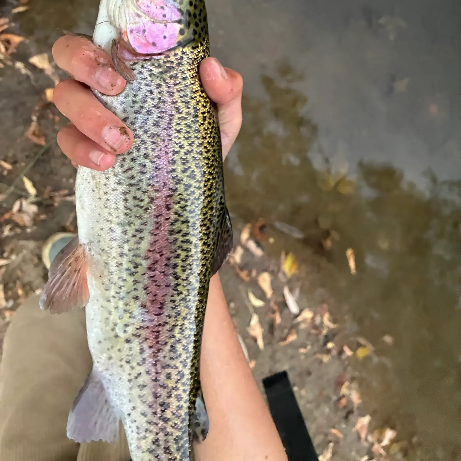 Rainbow trout caught on Fishbrain