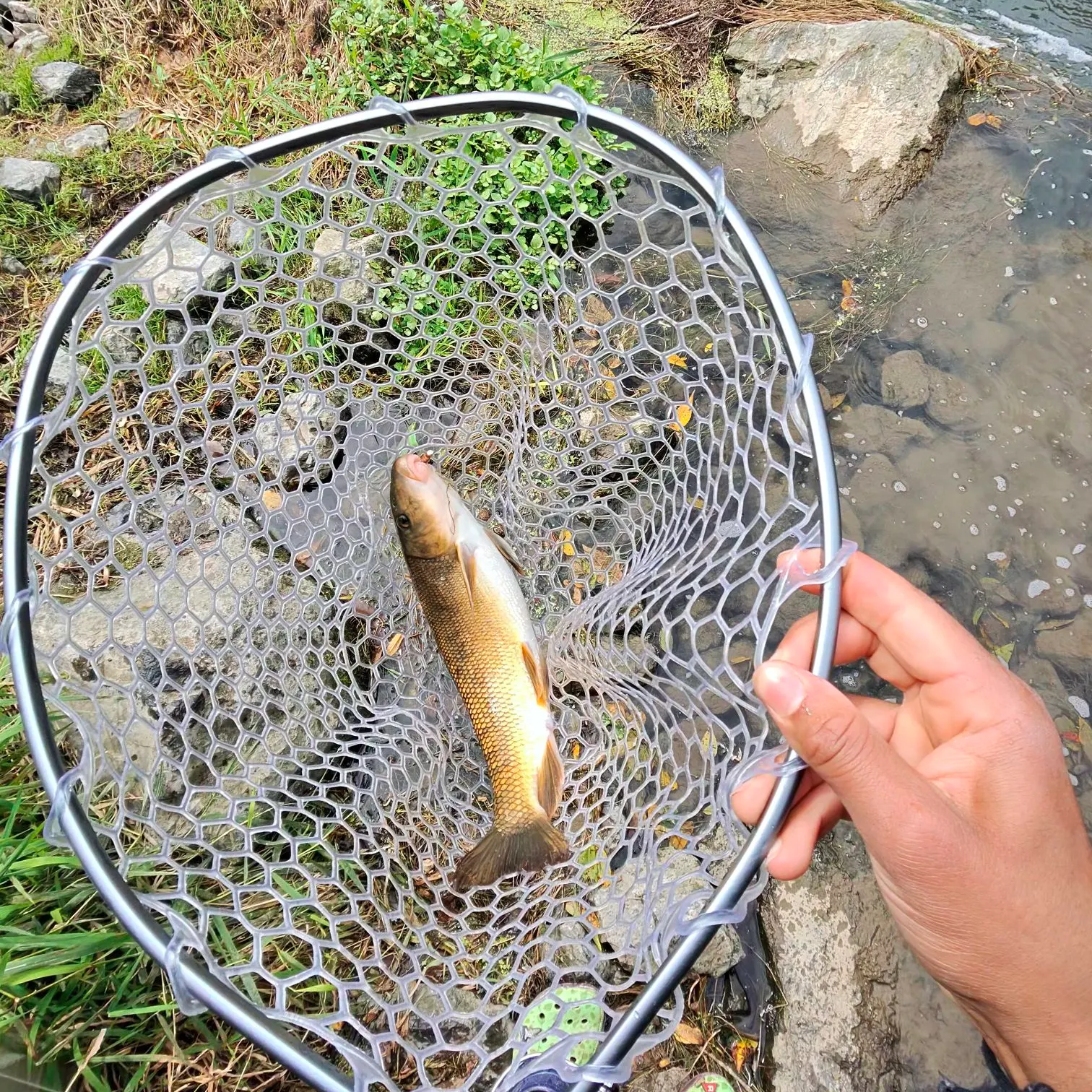 White sucker caught on Fishbrain