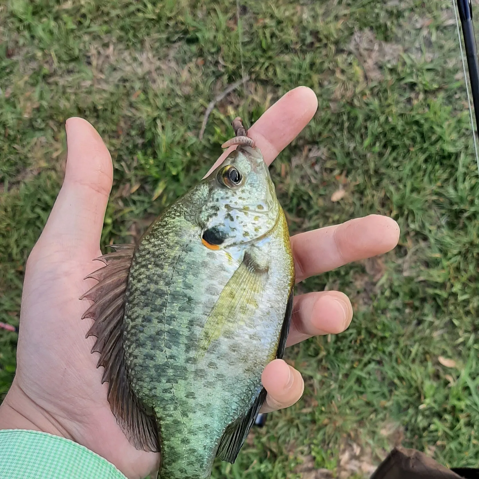 The most recent Redear sunfish catches on Fishbrain