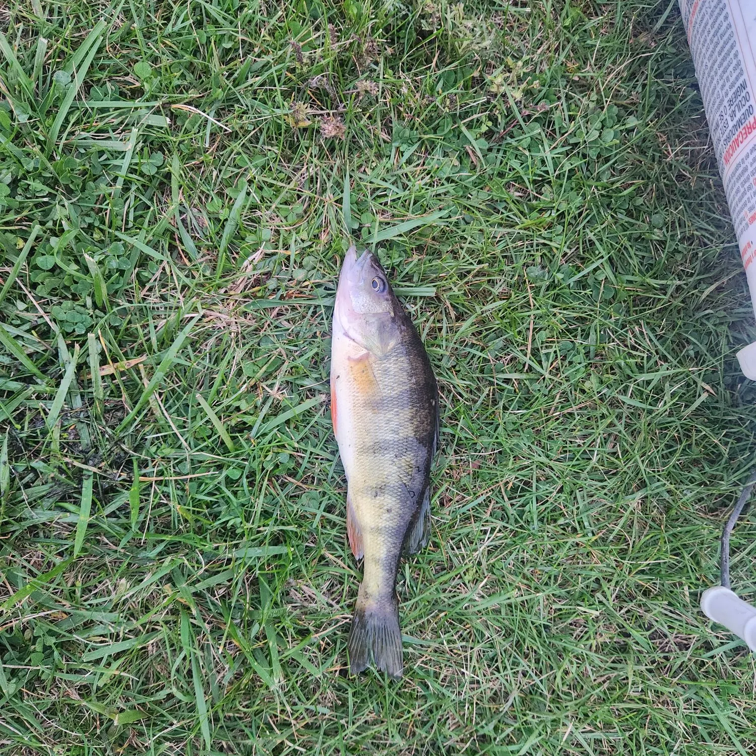 Yellow perch caught on Fishbrain