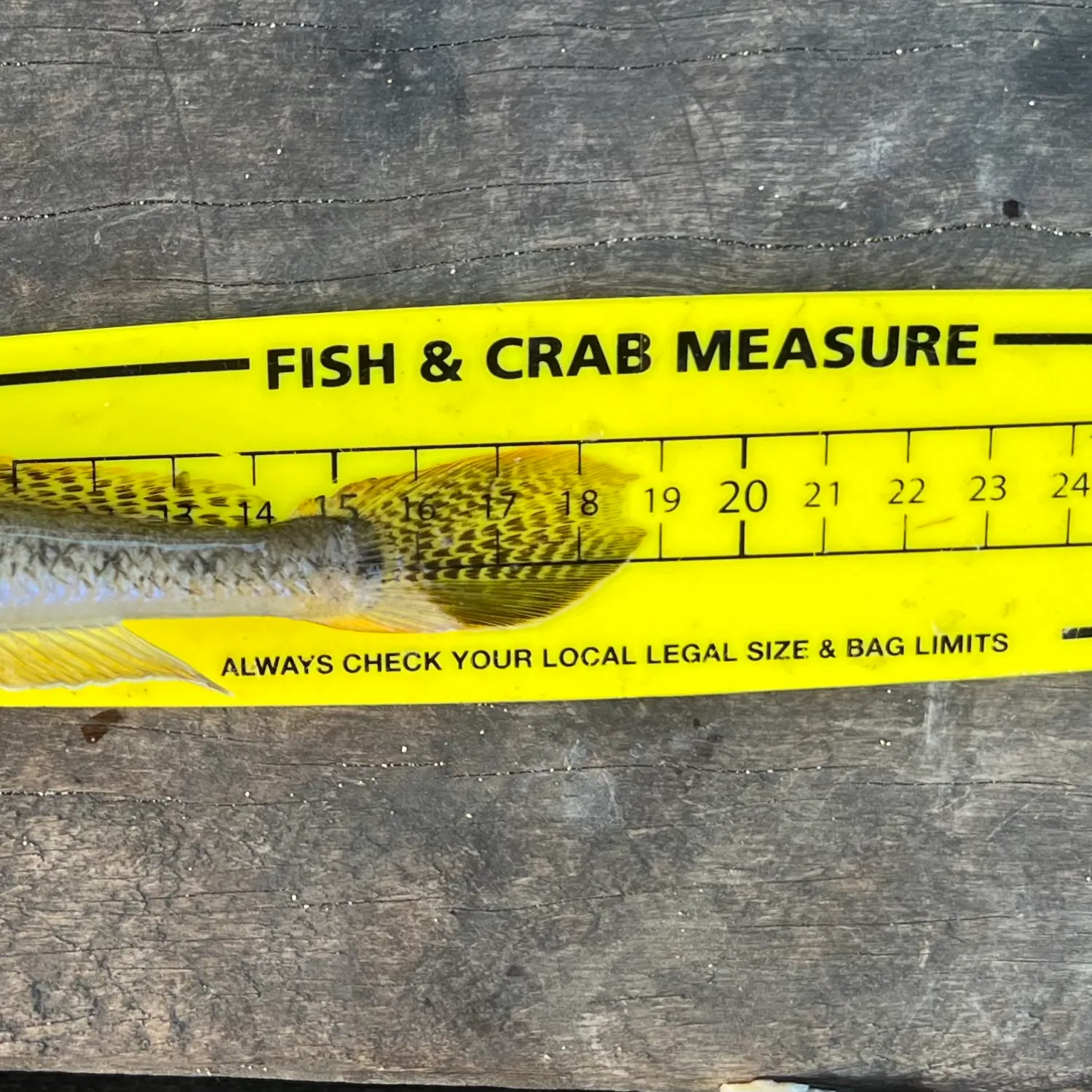 The most recent Yellowfin goby catches on Fishbrain