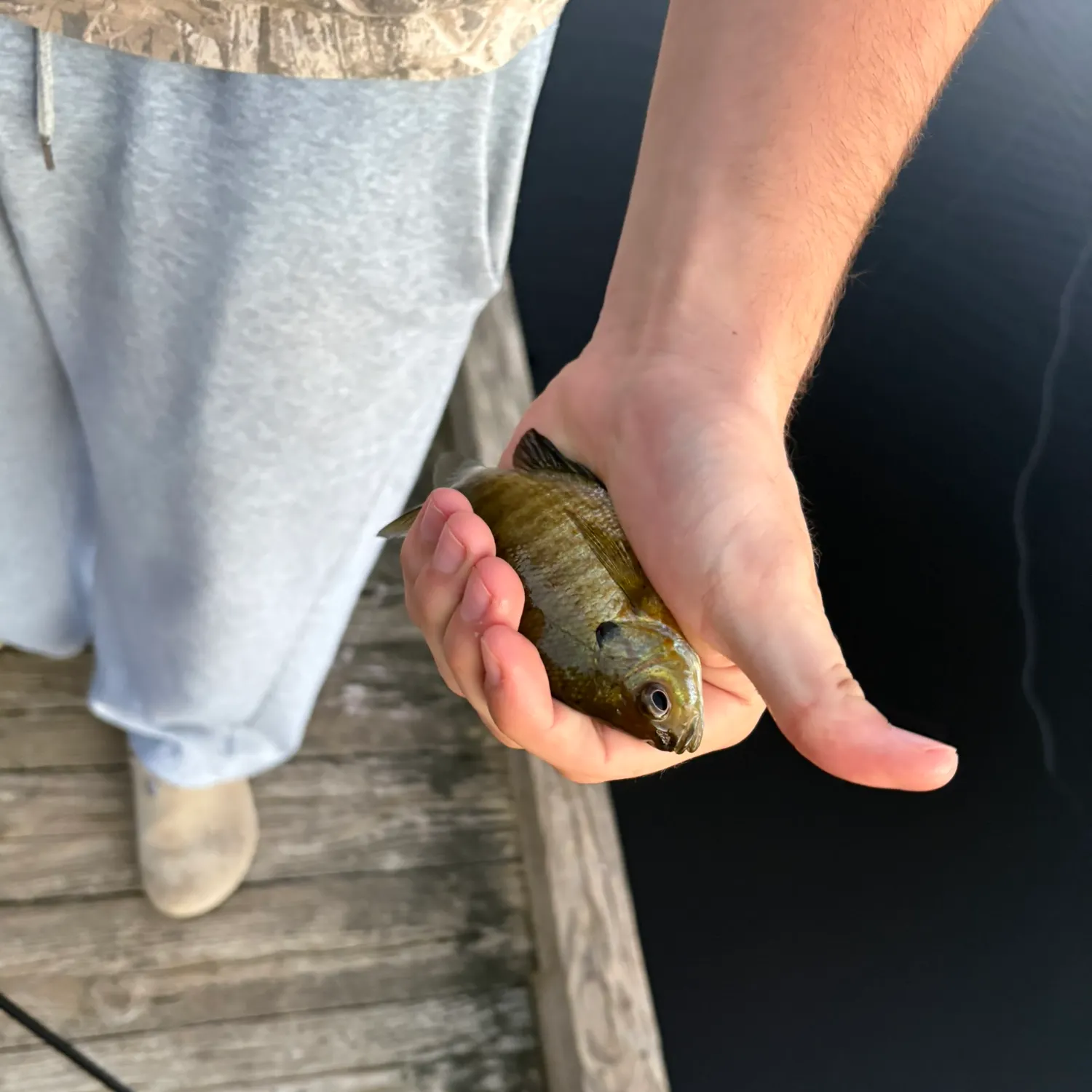 Bluegill caught on Fishbrain