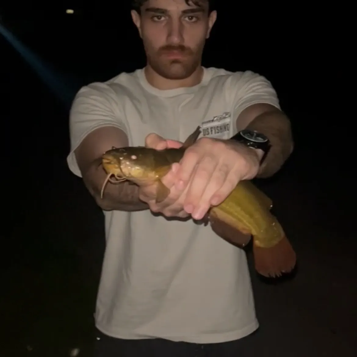 Yellow bullhead caught on Fishbrain