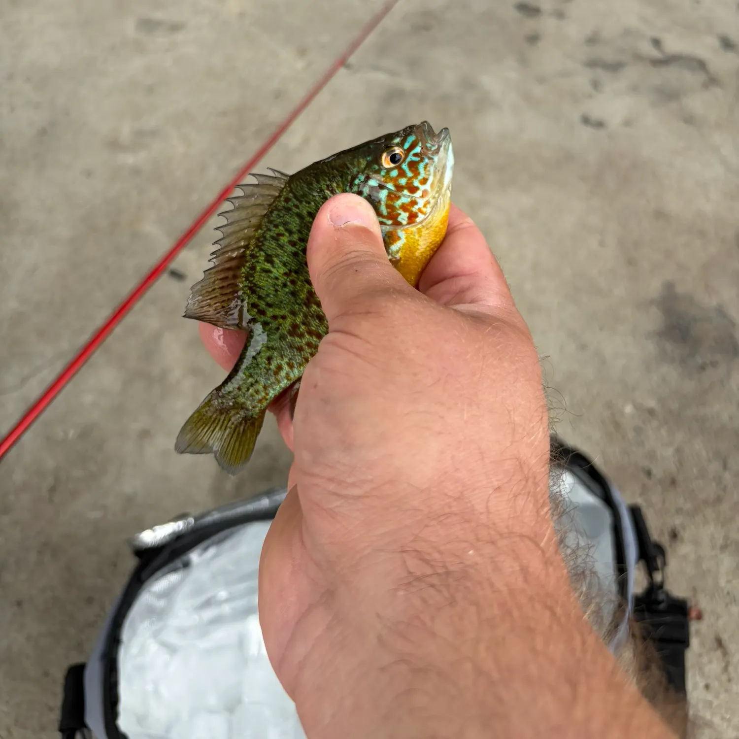 catch