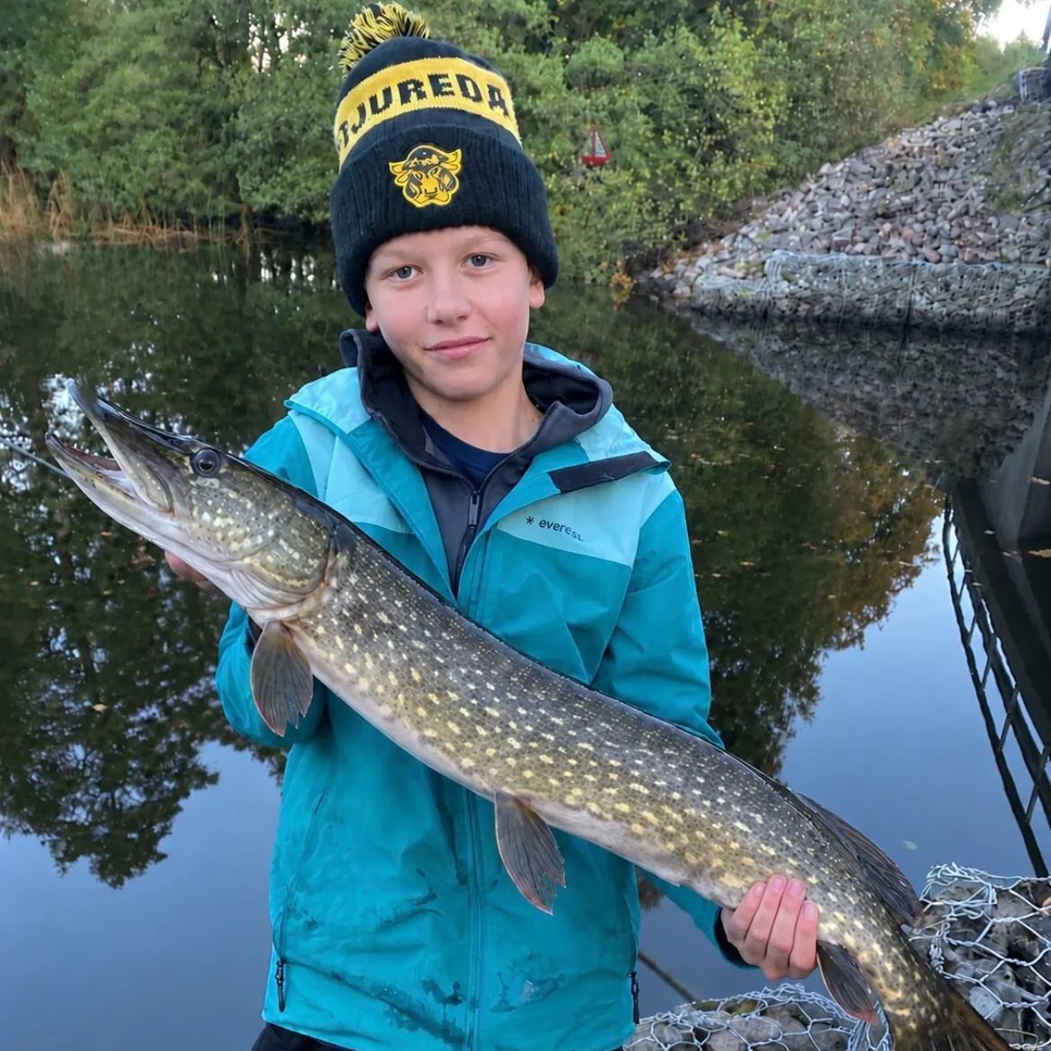 Northern pike caught on Fishbrain