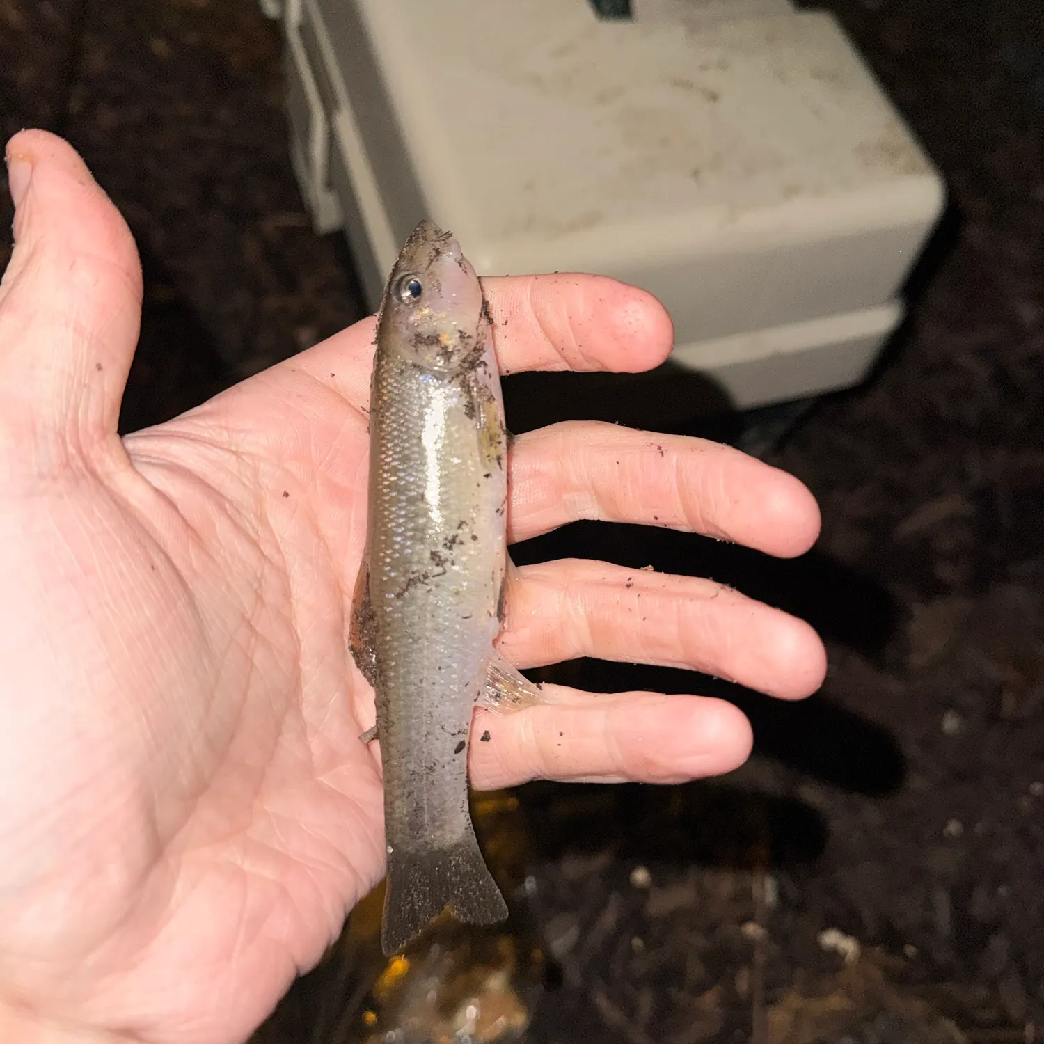 Cutlips minnow caught on Fishbrain
