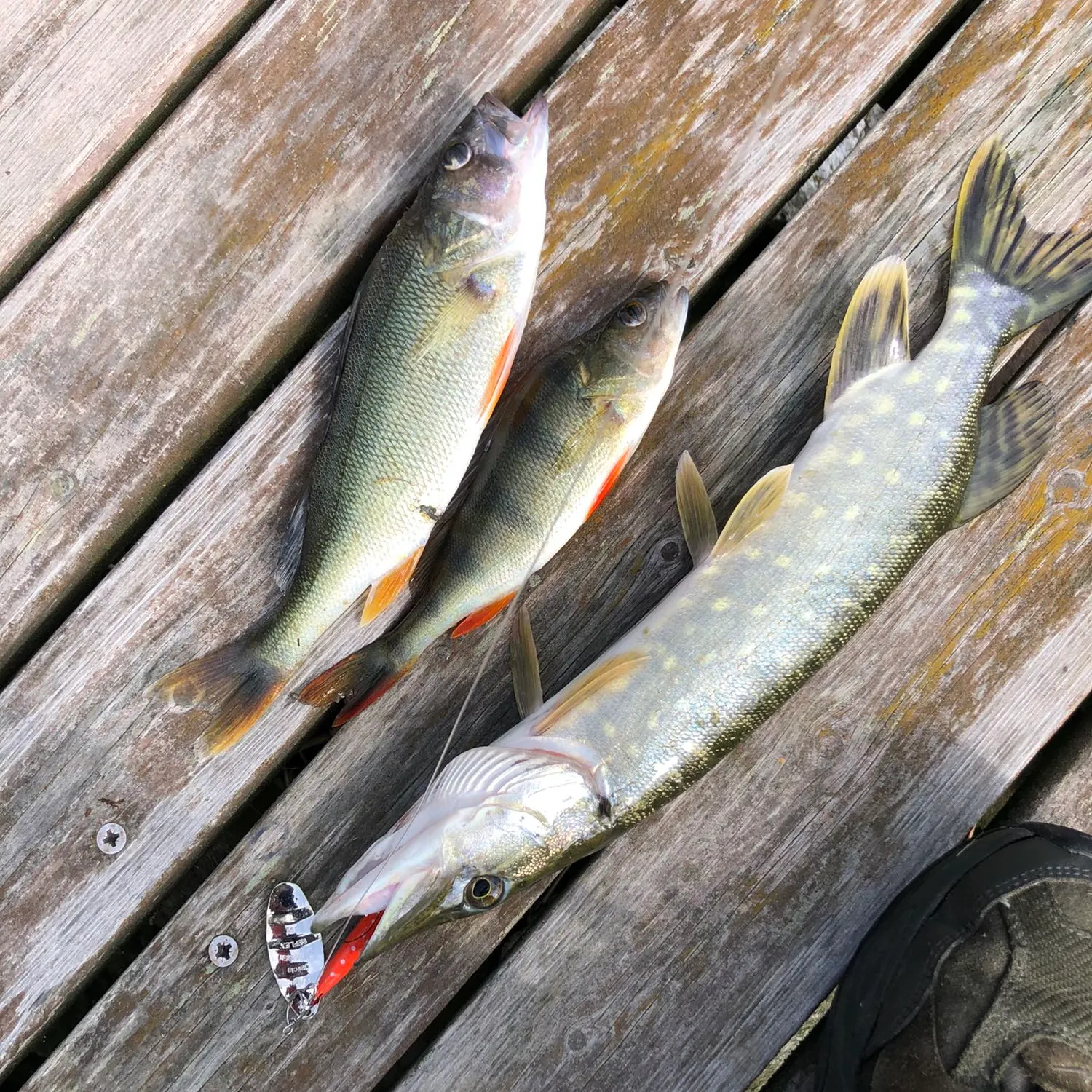 recently logged catches
