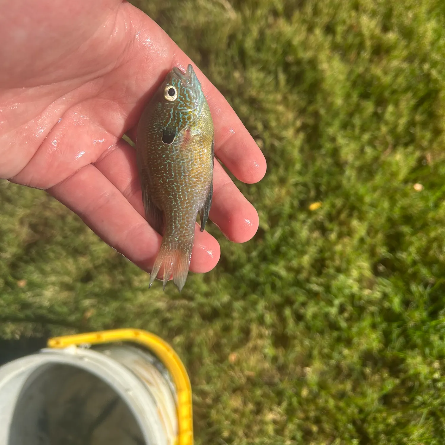 Longear sunfish caught on Fishbrain