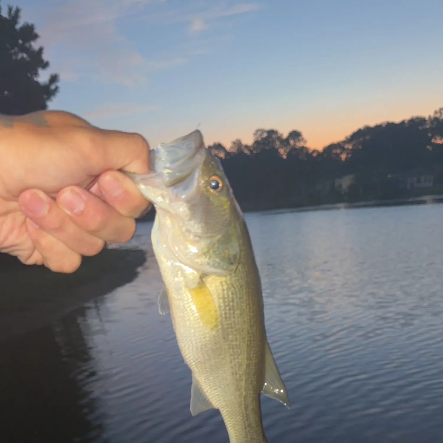 Largemouth bass caught on Fishbrain