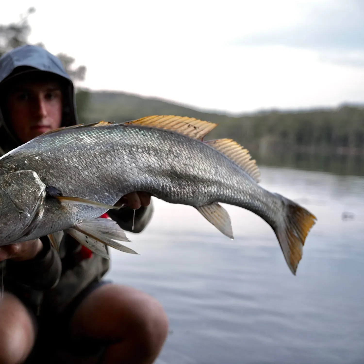The most recent Japanese meagre catches on Fishbrain