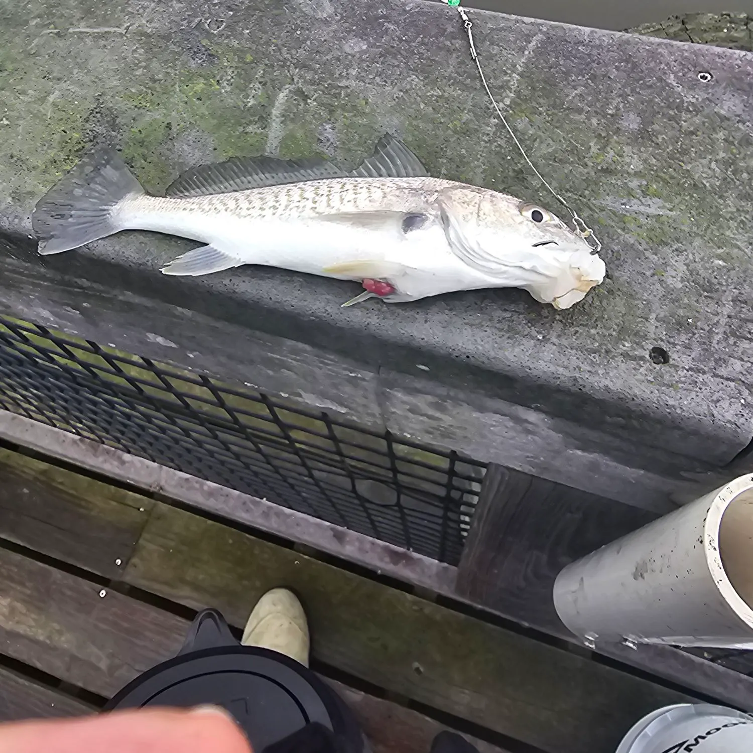 The most recent Atlantic croaker catches on Fishbrain