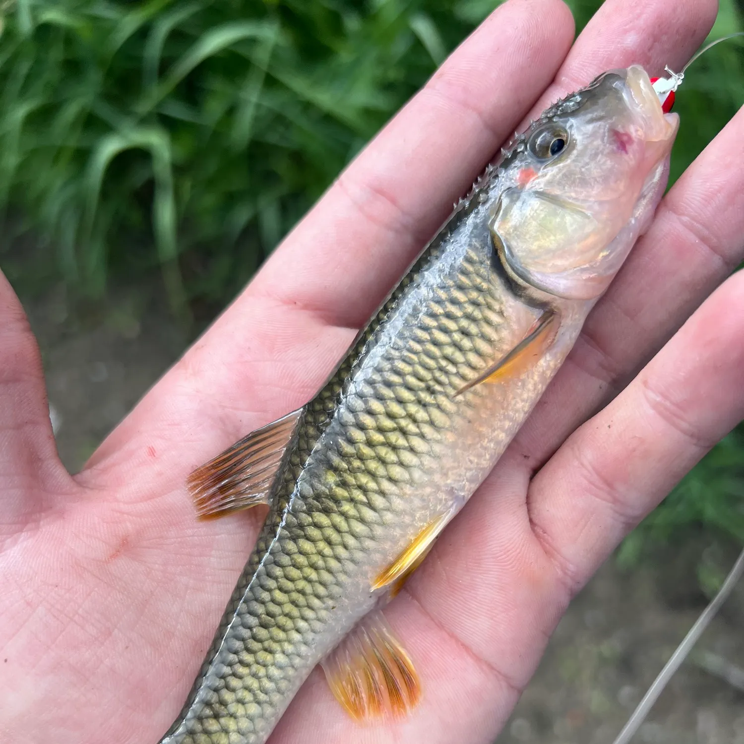 The most recent Hornyhead chub catches on Fishbrain