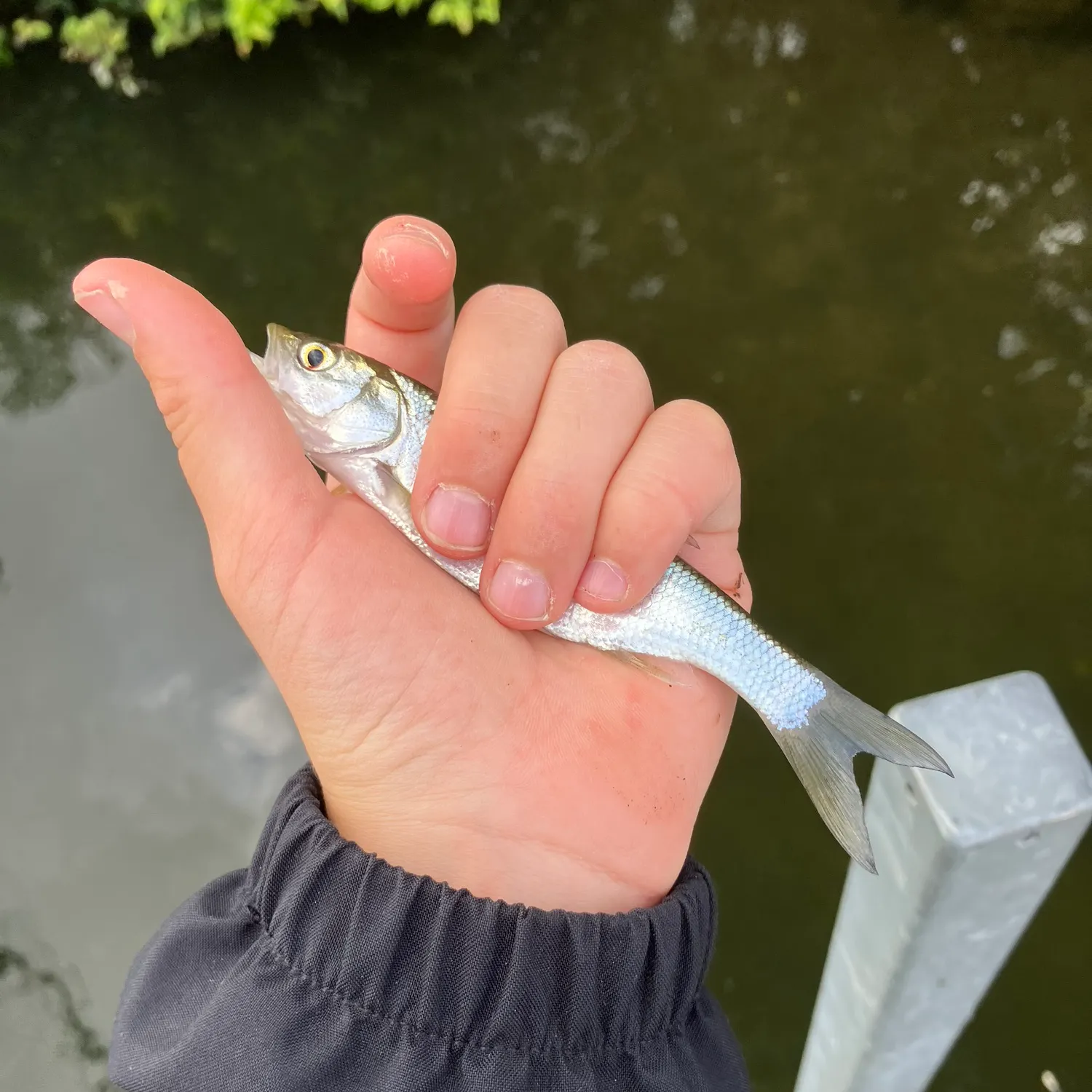 Allis shad caught on Fishbrain
