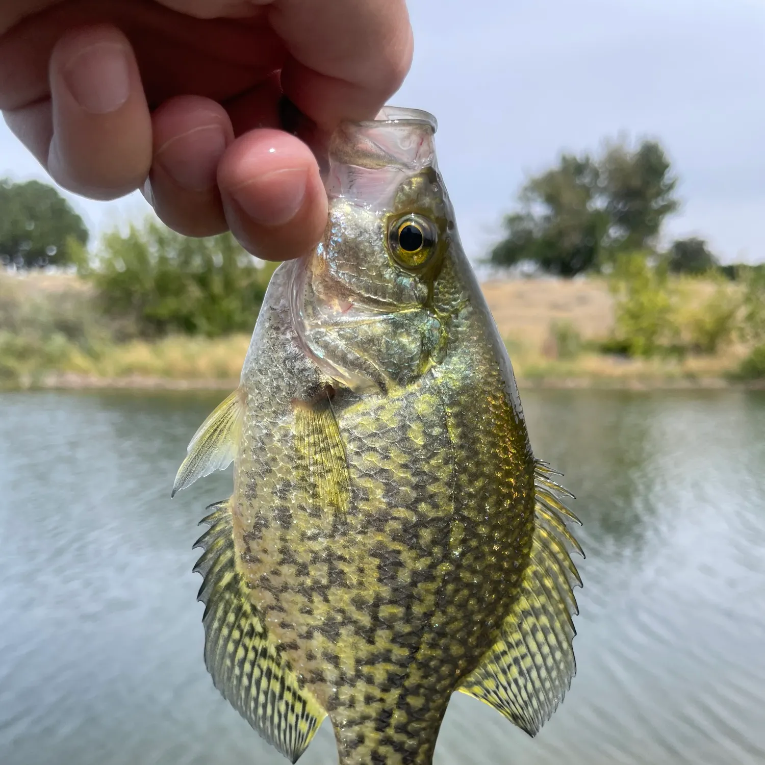 Black crappie caught on Fishbrain