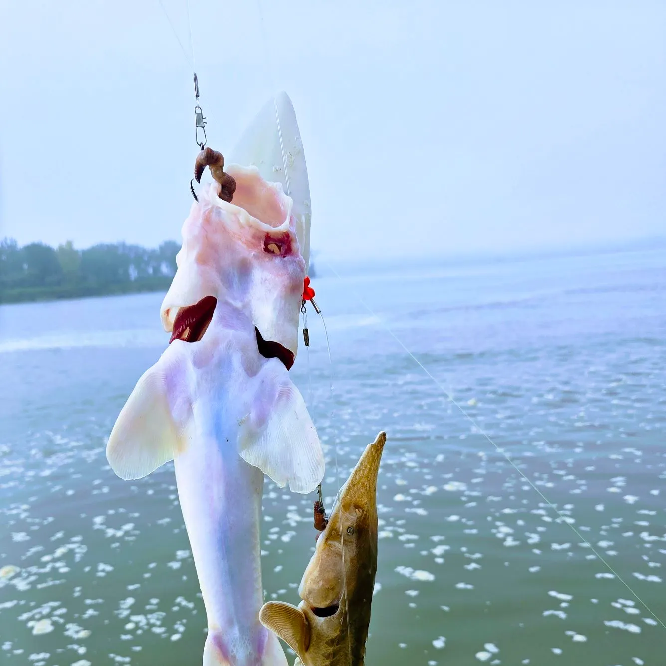 The most recent Shovelnose sturgeon catches on Fishbrain