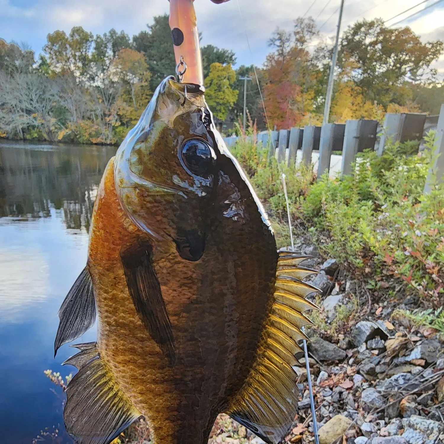 Bluegill caught on Fishbrain