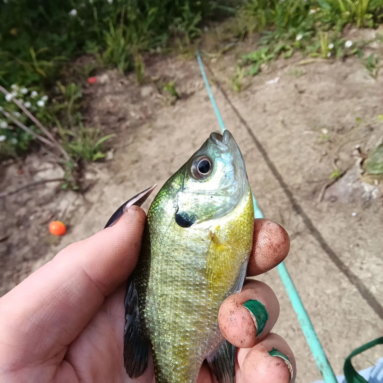 Bluegill caught on Fishbrain
