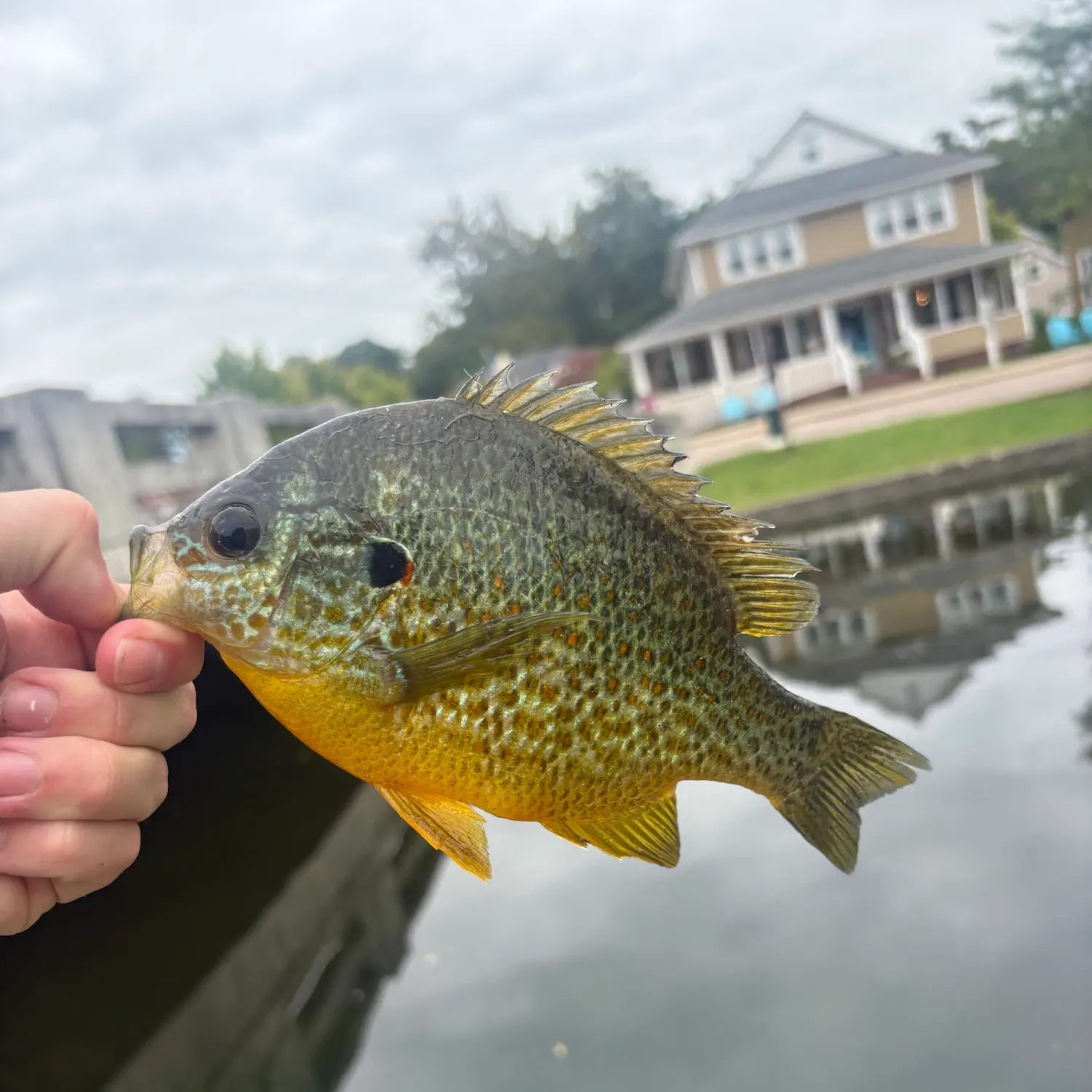 Pumpkinseed caught on Fishbrain