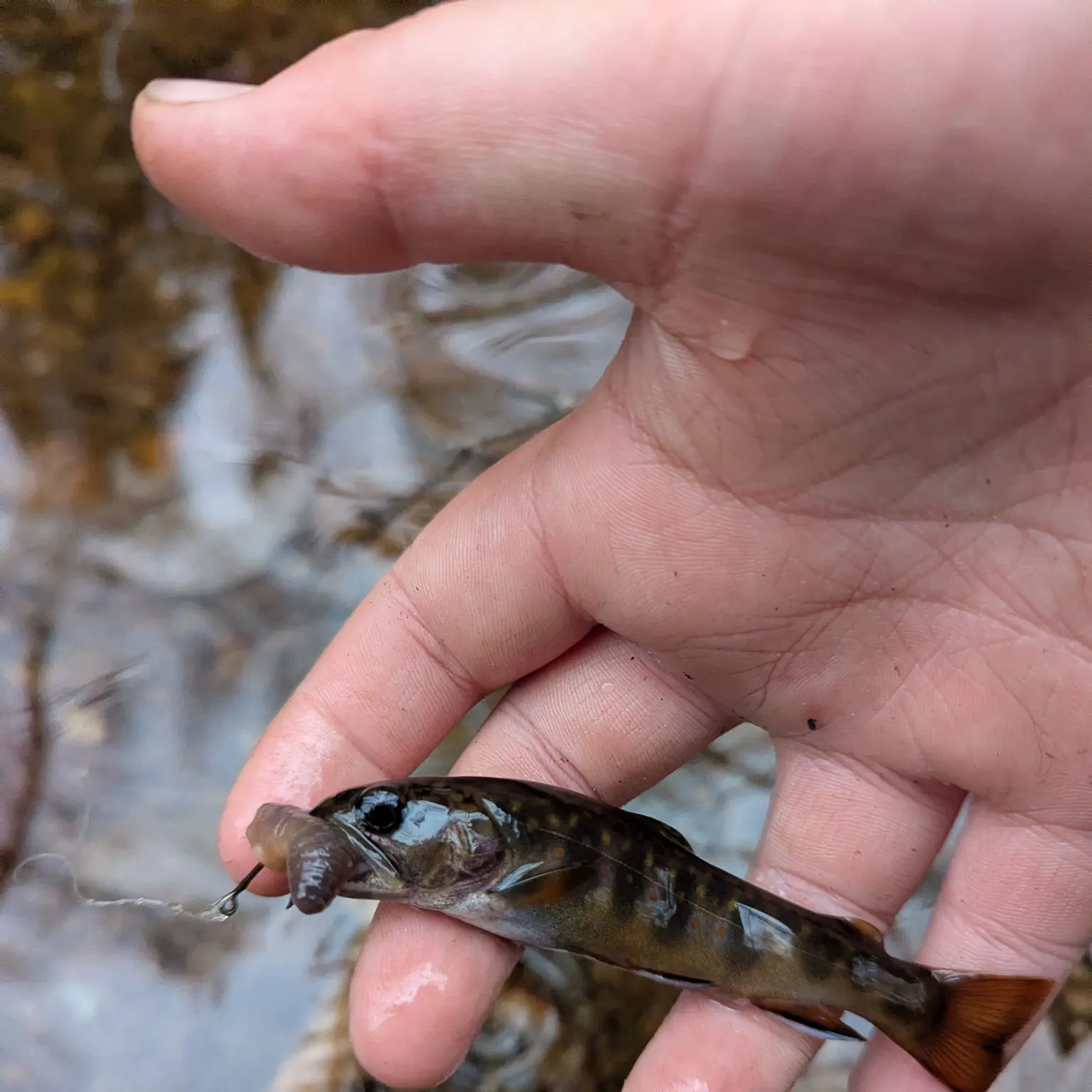 Brook trout caught on Fishbrain