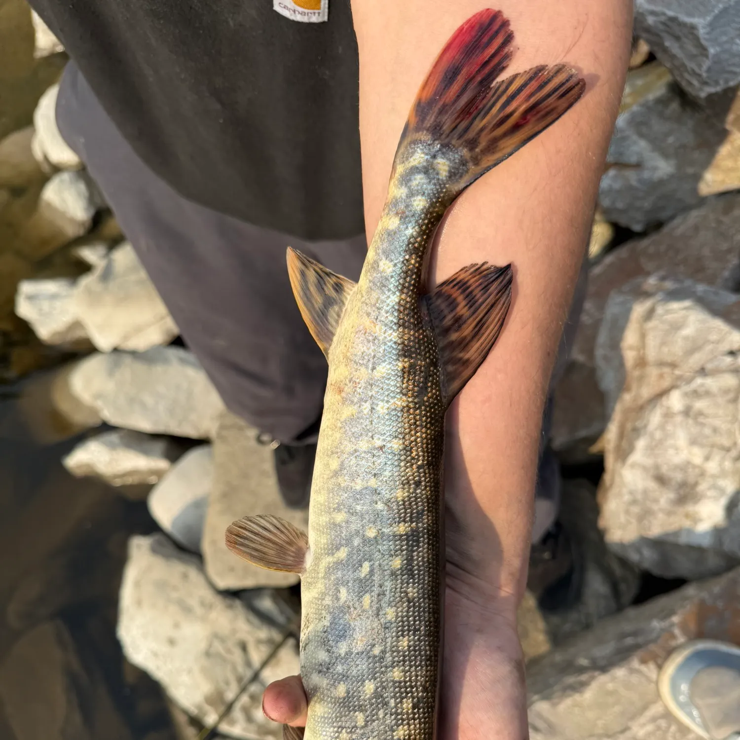 recently logged catches