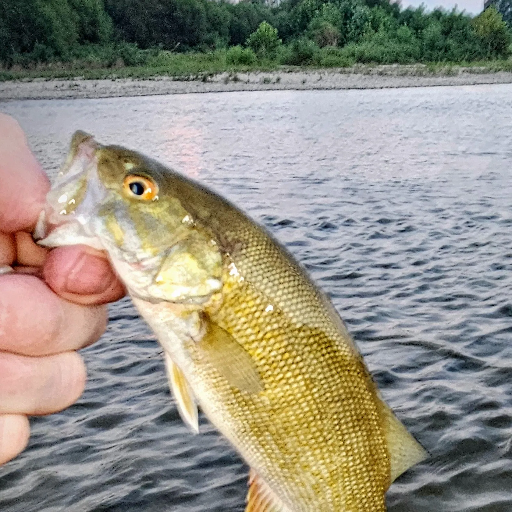 Smallmouth bass caught on Fishbrain