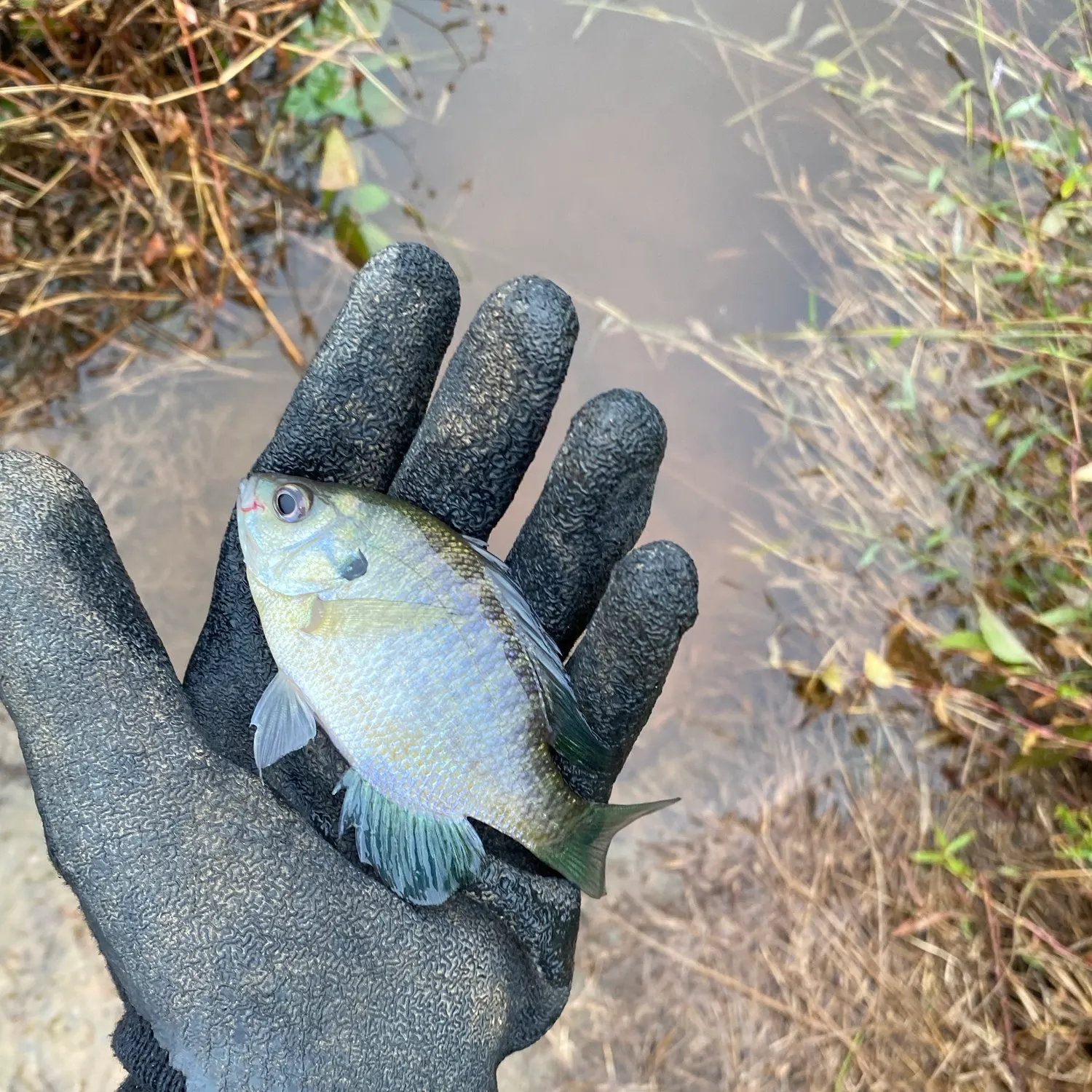 Bluegill caught on Fishbrain