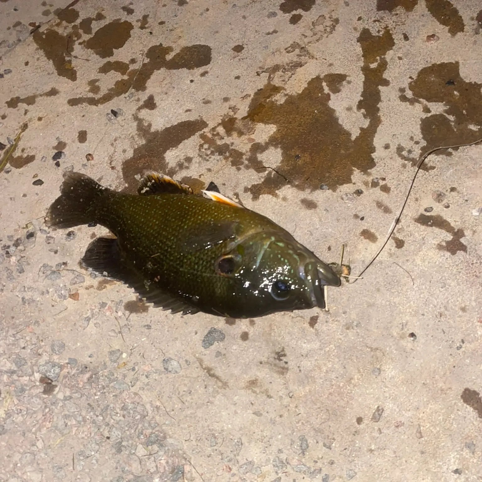 The most recent Warmouth x green sunfish catches on Fishbrain