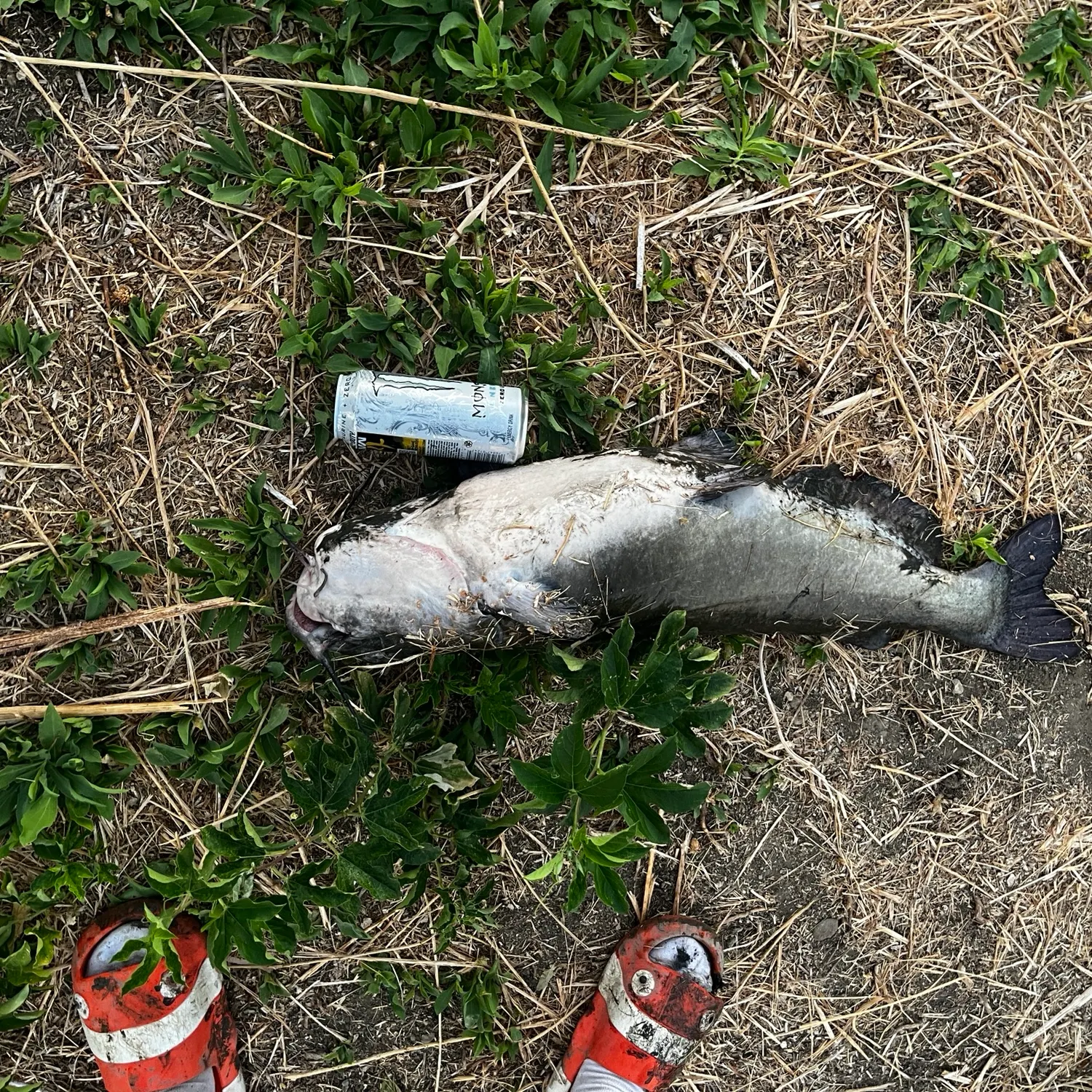 Channel catfish caught on Fishbrain