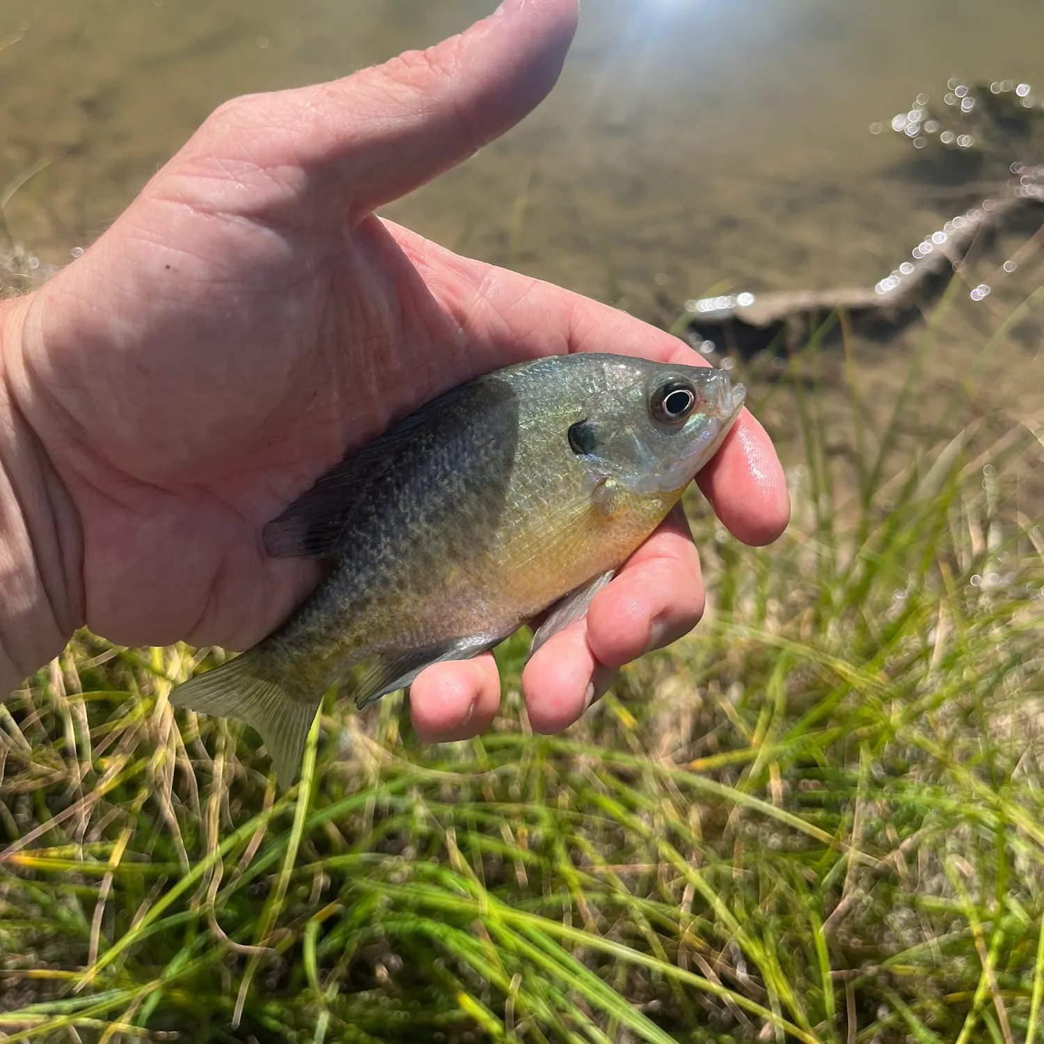 Bluegill caught on Fishbrain