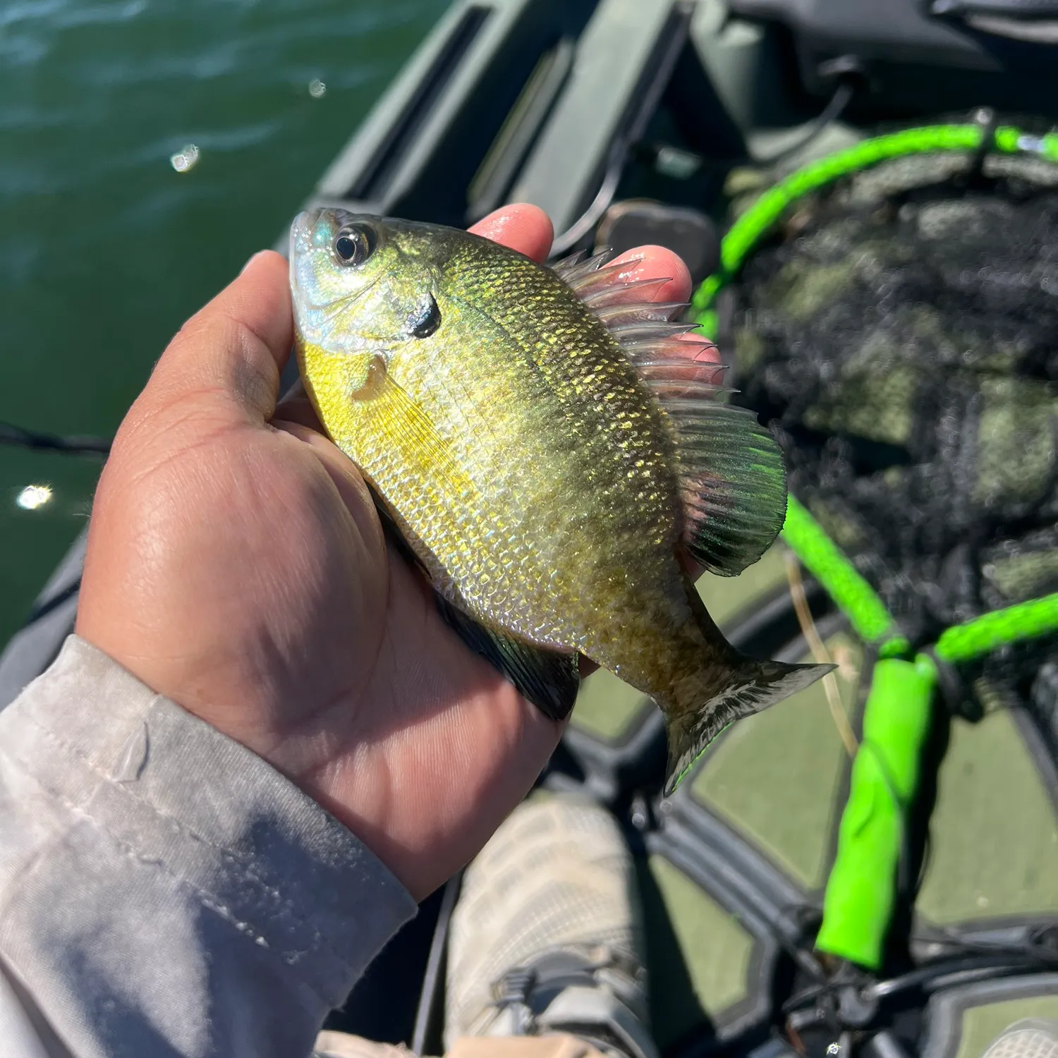 Bluegill caught on Fishbrain