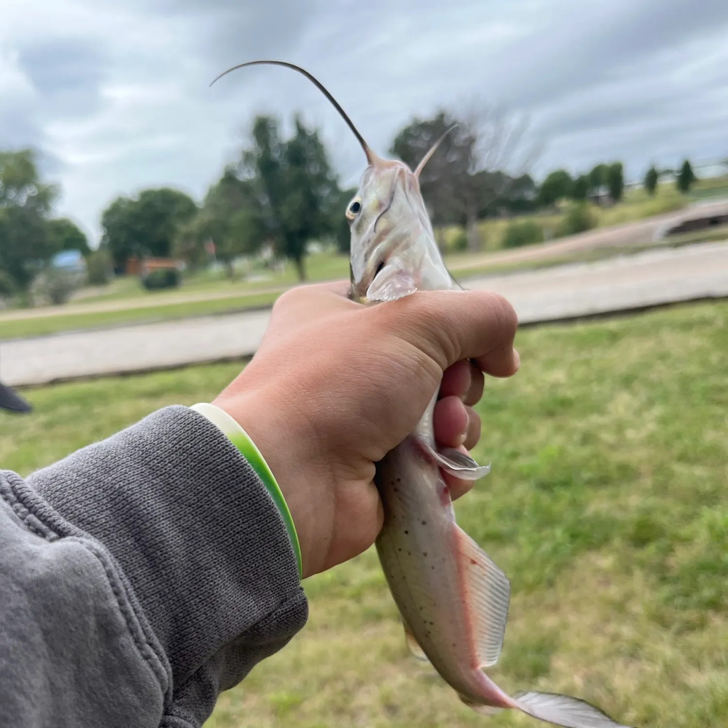 Channel catfish caught on Fishbrain
