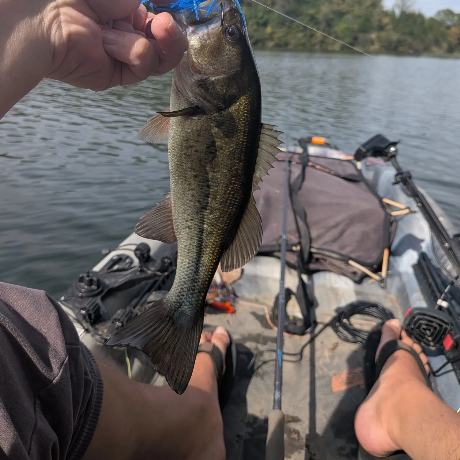 Largemouth bass caught on Fishbrain