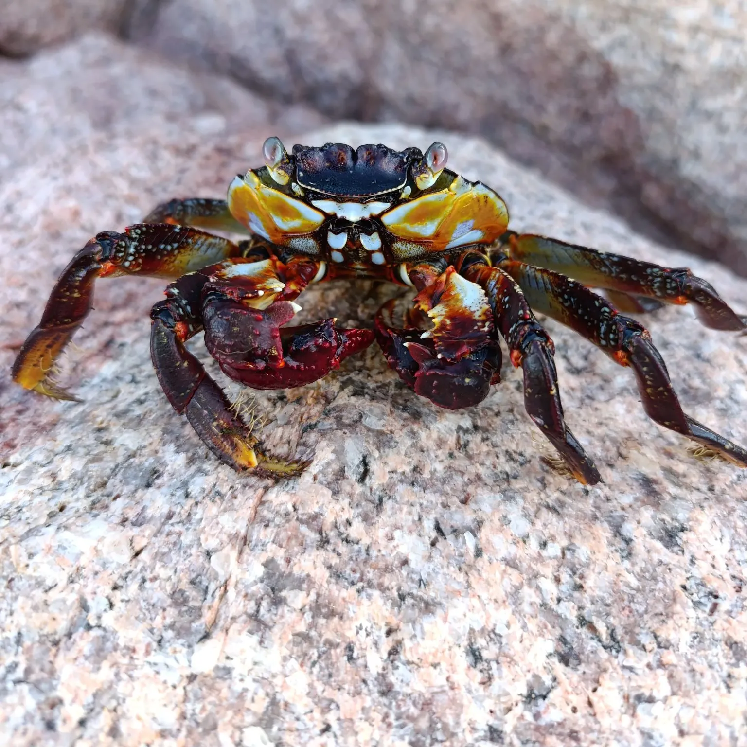 The most recent Red rock crab catches on Fishbrain