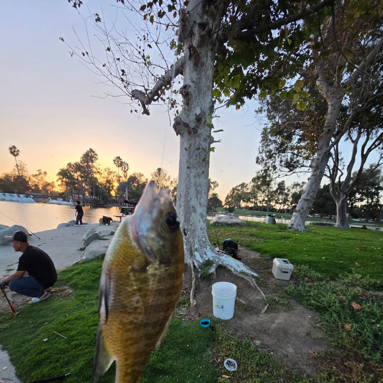 The most recent Redbelly tilapia catches on Fishbrain