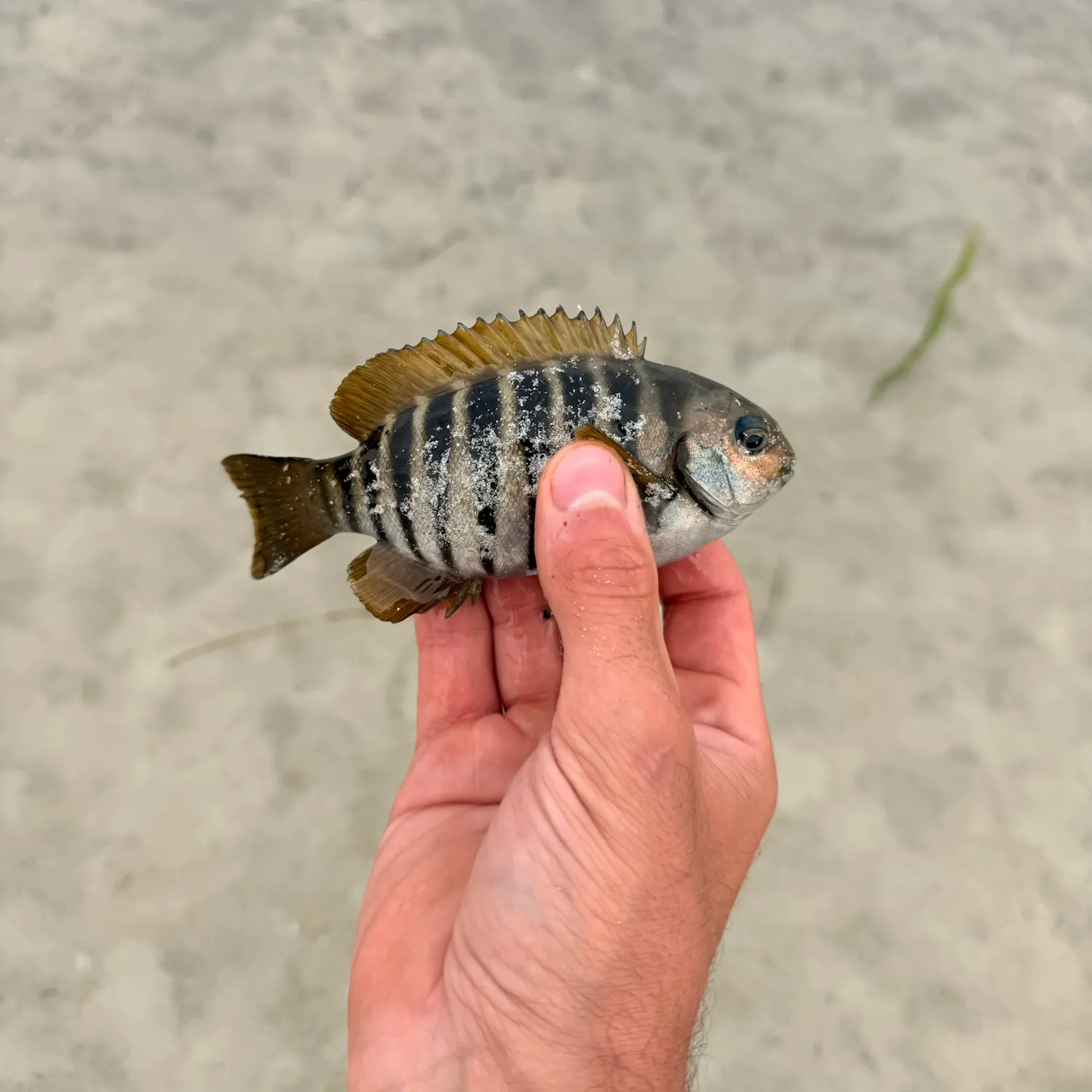 The most recent Zebra fish catches on Fishbrain