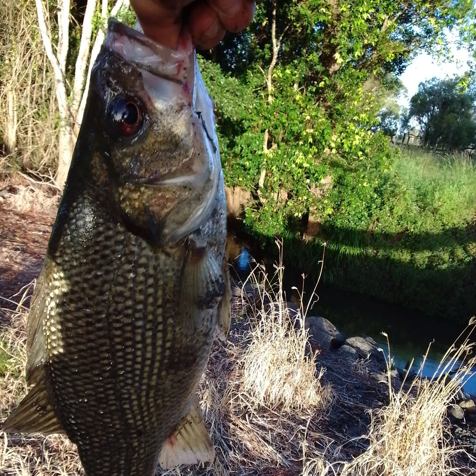 The most recent Australian bass catches on Fishbrain