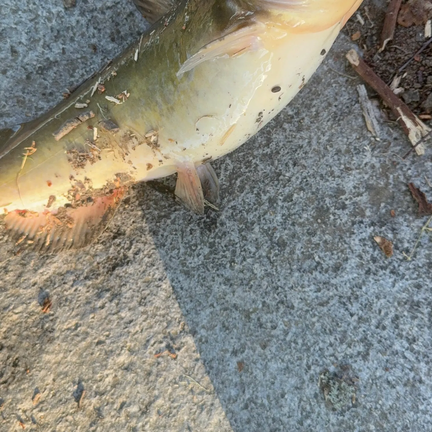 catch