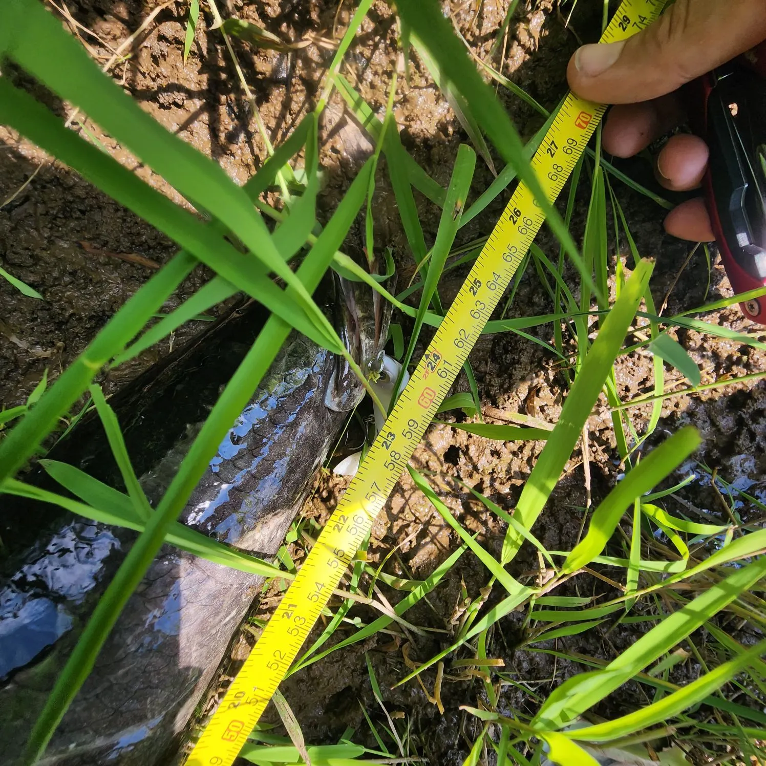 Northern snakehead caught on Fishbrain