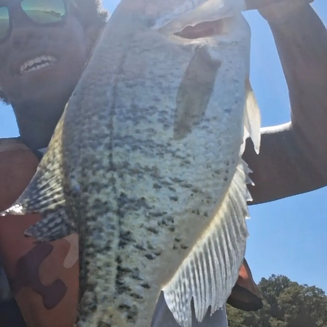 White crappie caught on Fishbrain