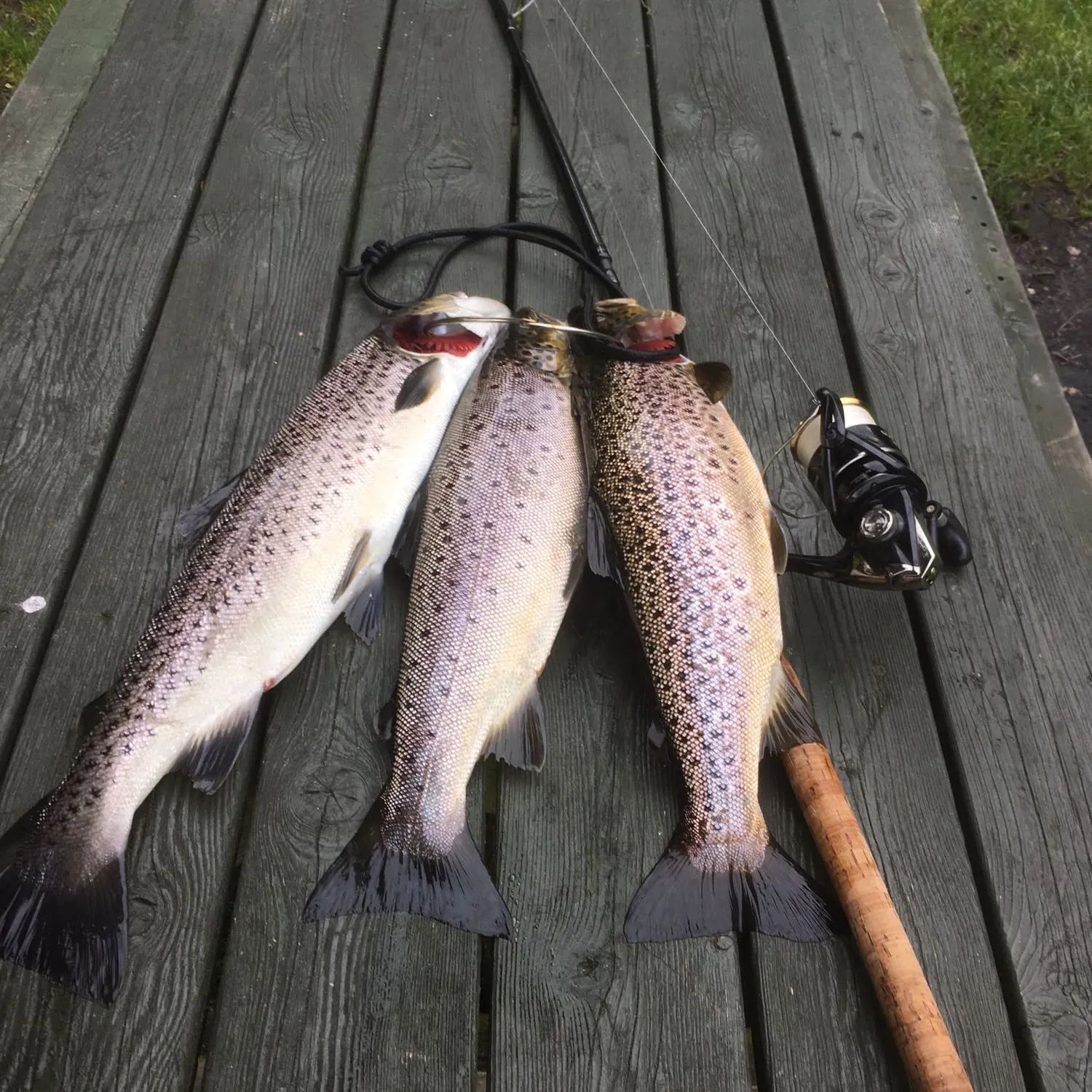 recently logged catches