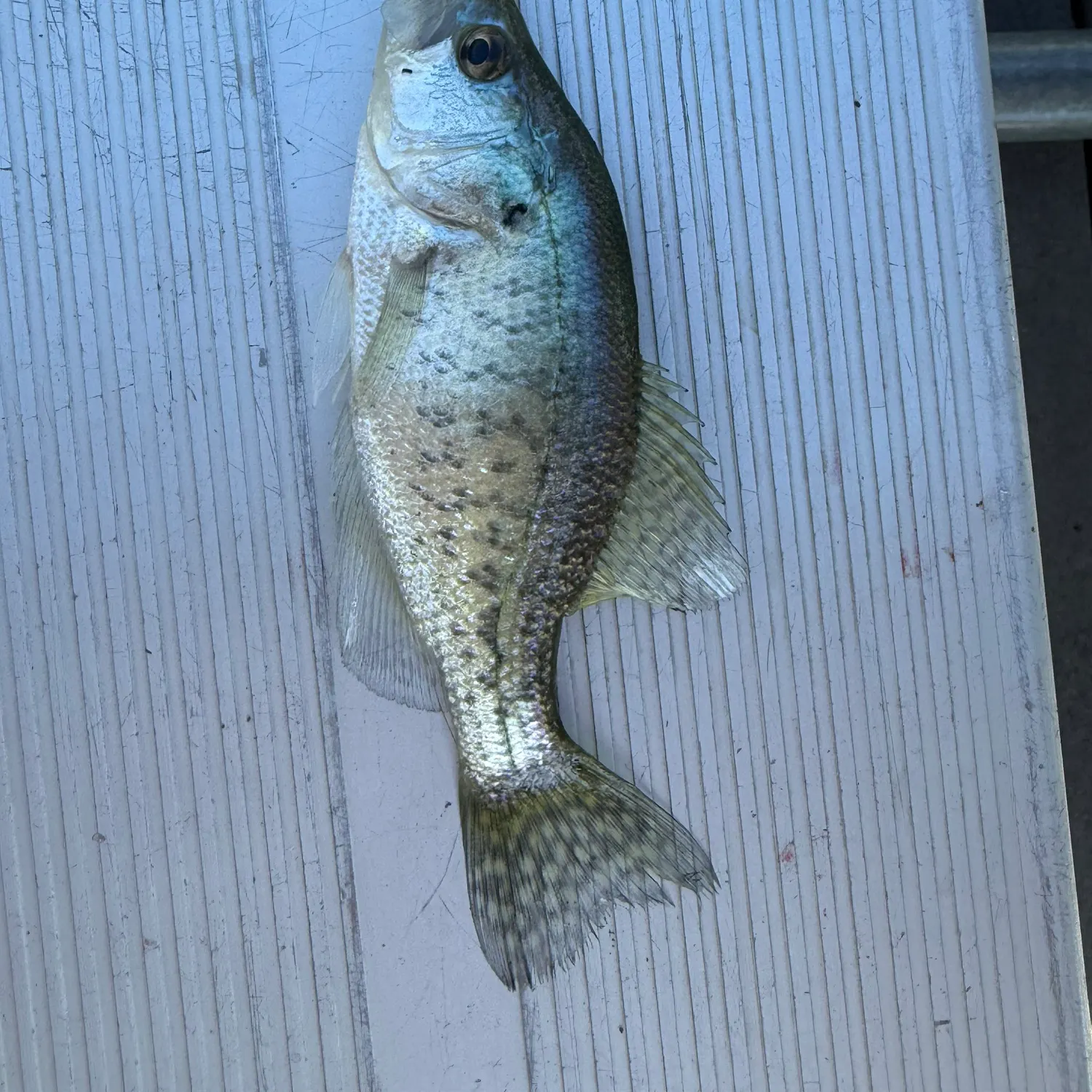 White crappie caught on Fishbrain